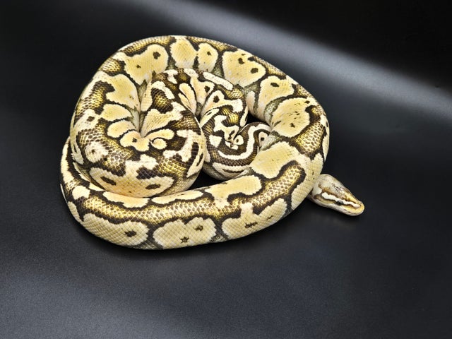Ball Python