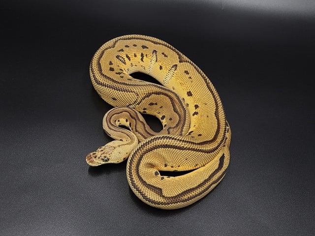 Ball Python Ball Python