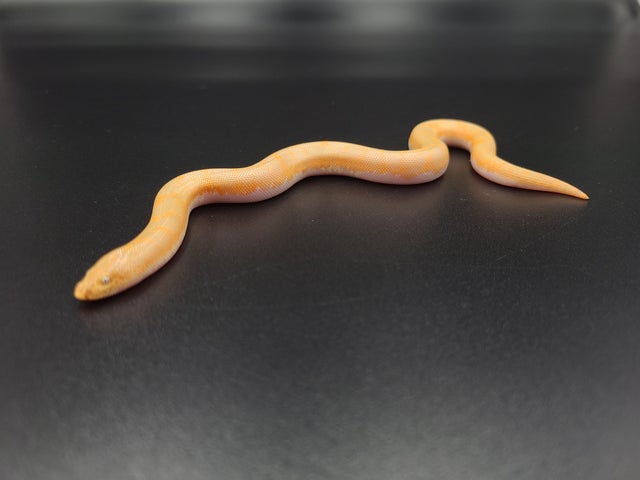 Boa