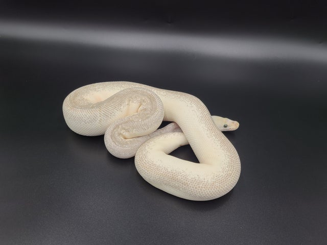 Ball Python Ball Python