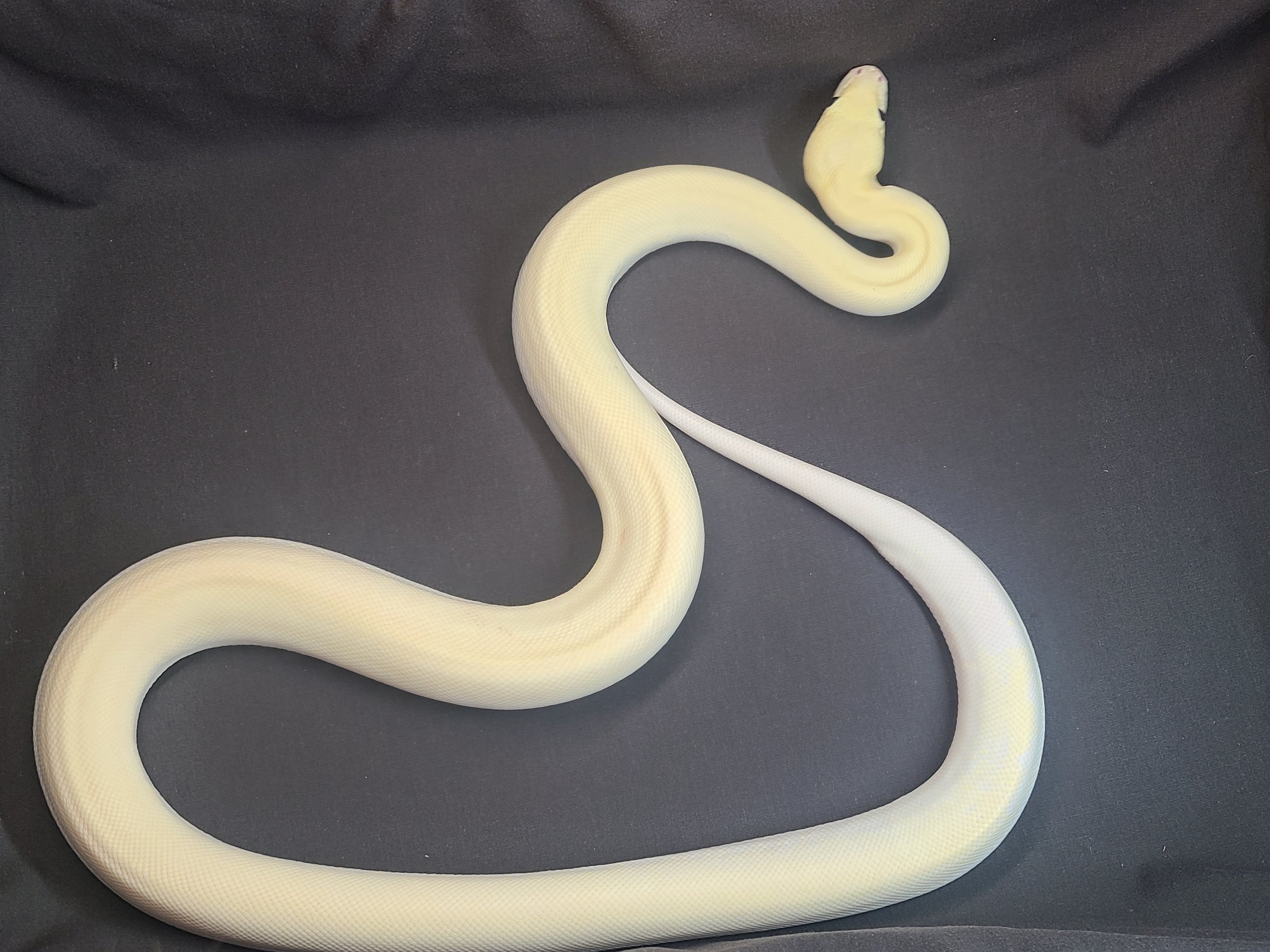 Hypo Labyrinth Burmese Python