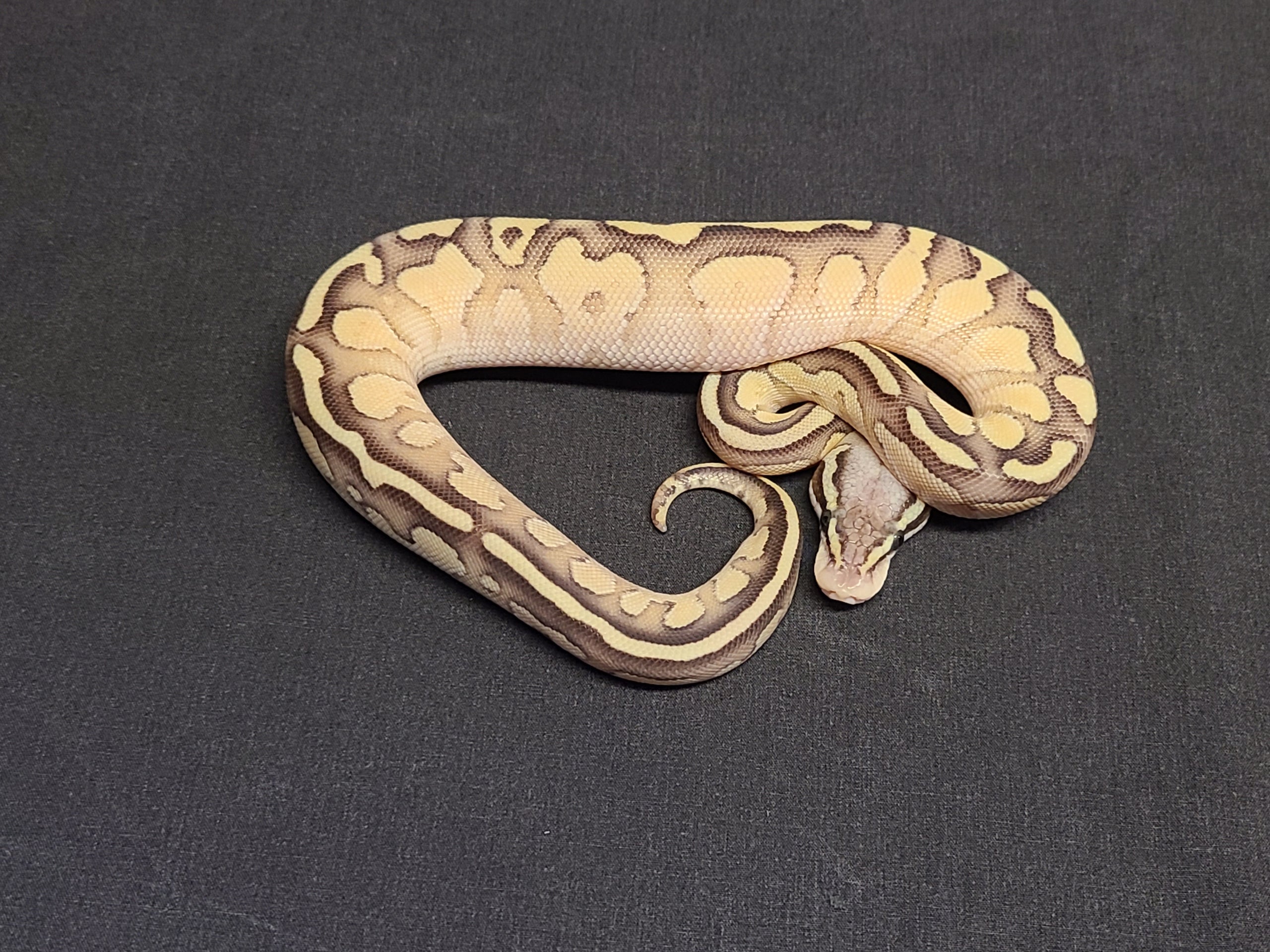Super Pastel Lesser Fire 21f_4502 female