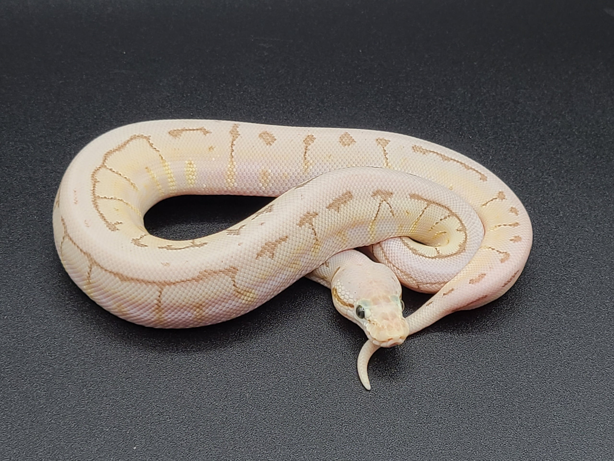 22f_5486 spider lesser Pastel female