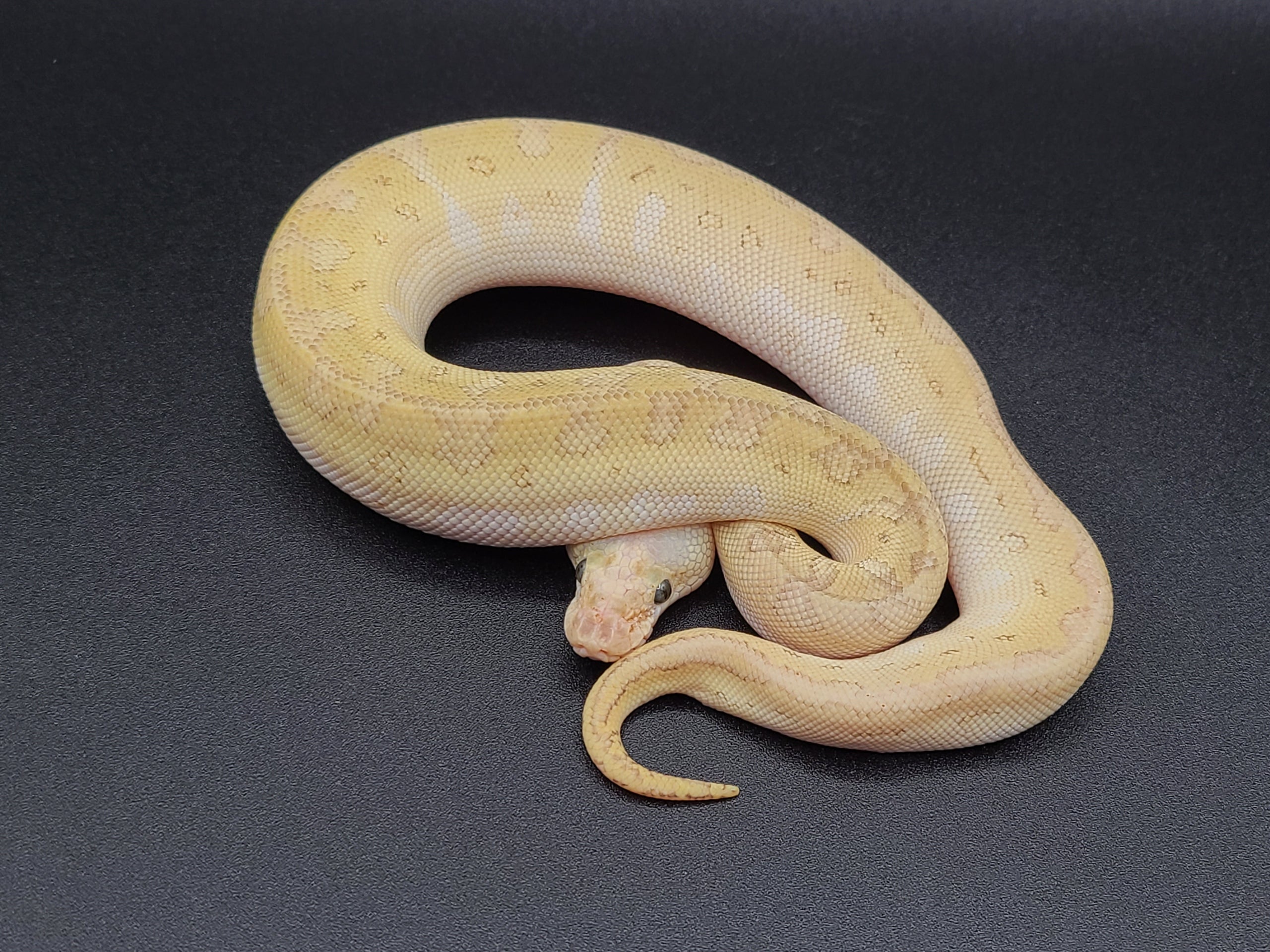 22m_5497 clown Lesser Pastel Pinstripe Male