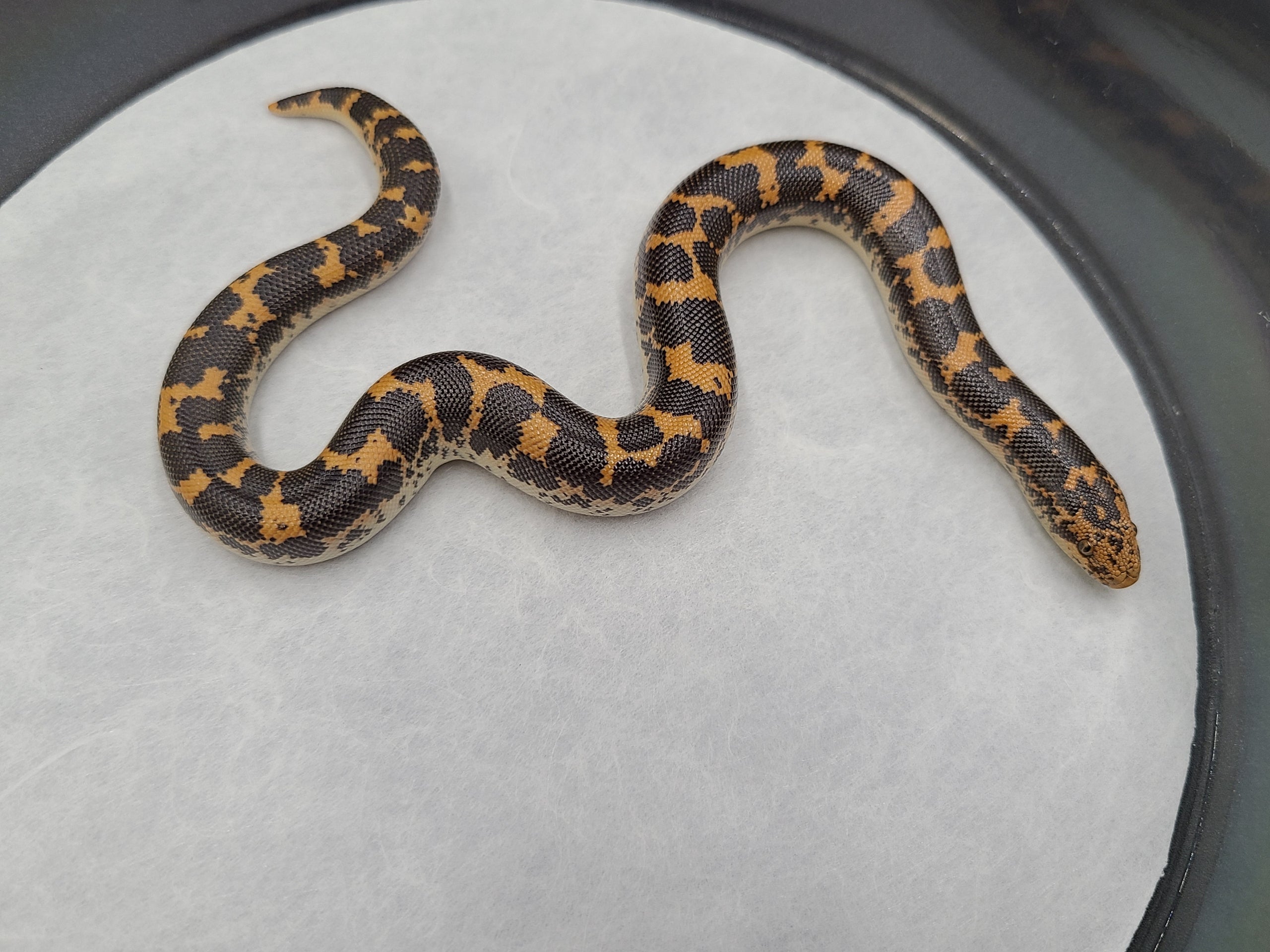 Kenyan Sand Boa 100% Het Anery 22f_6235 Female