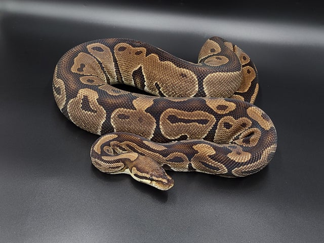 Orange-glo safe to use in a household with ball python? : r/snakes