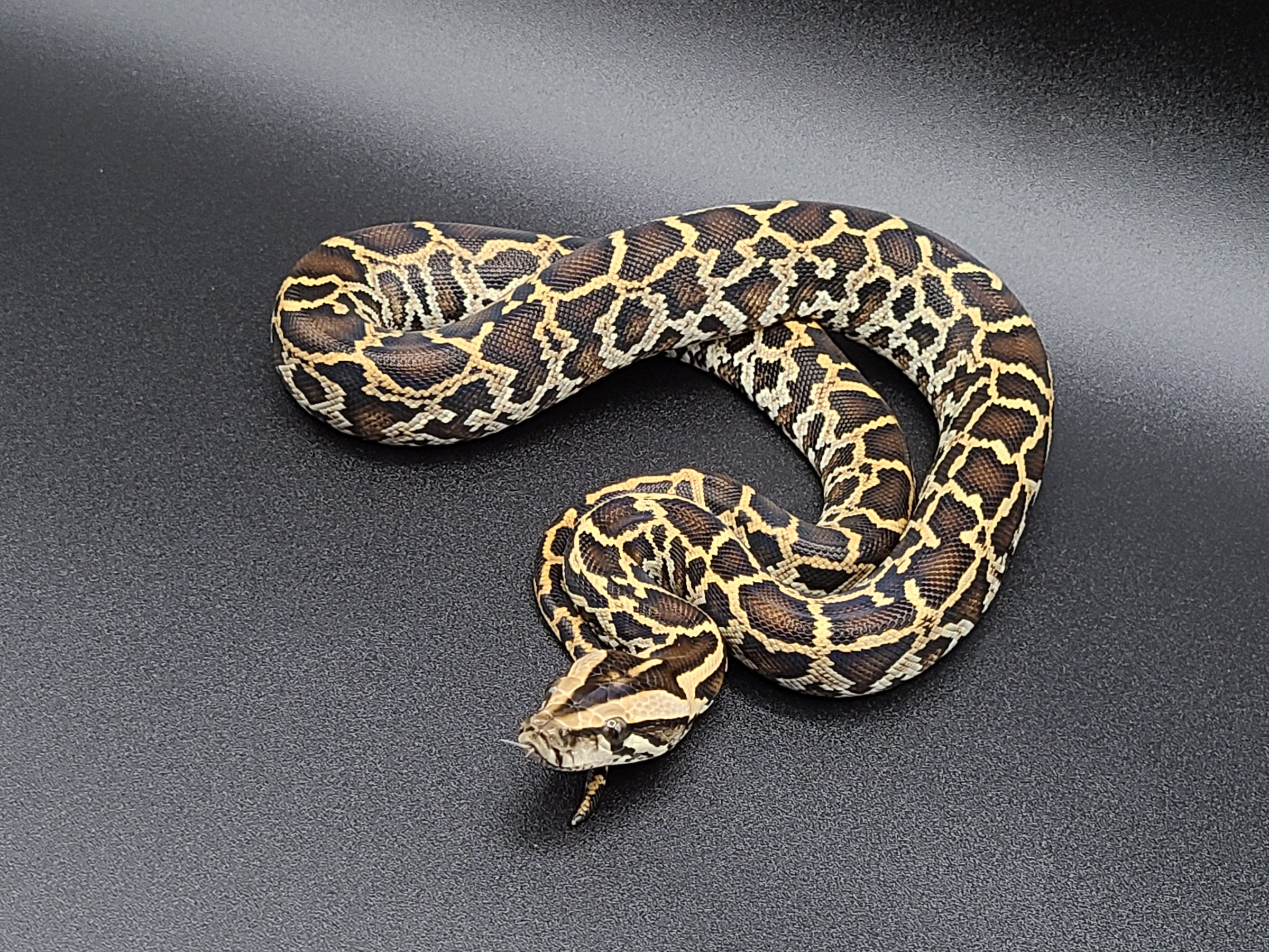 Baby Burmese Python