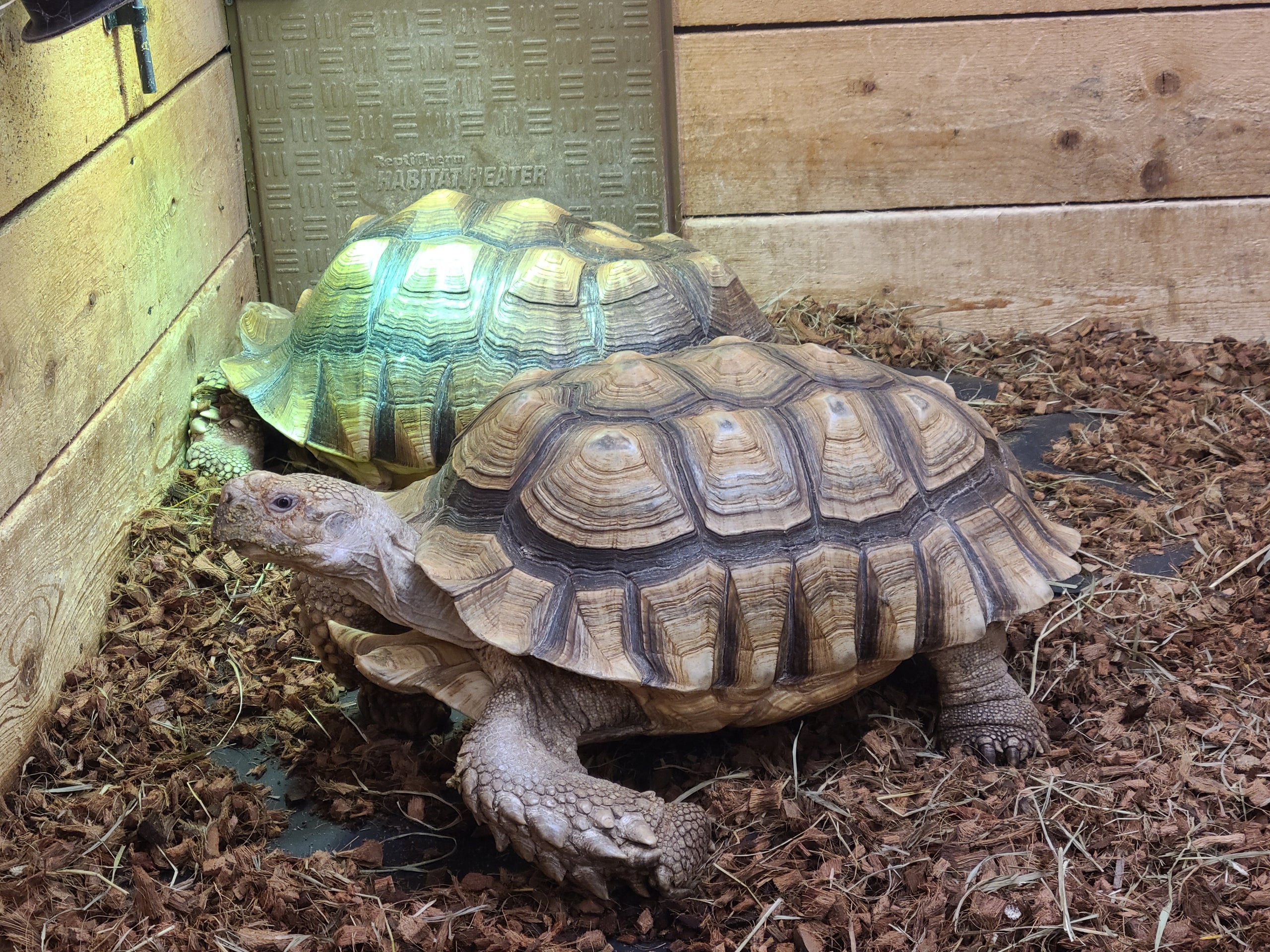 05m_6411 sulcata tortoise male