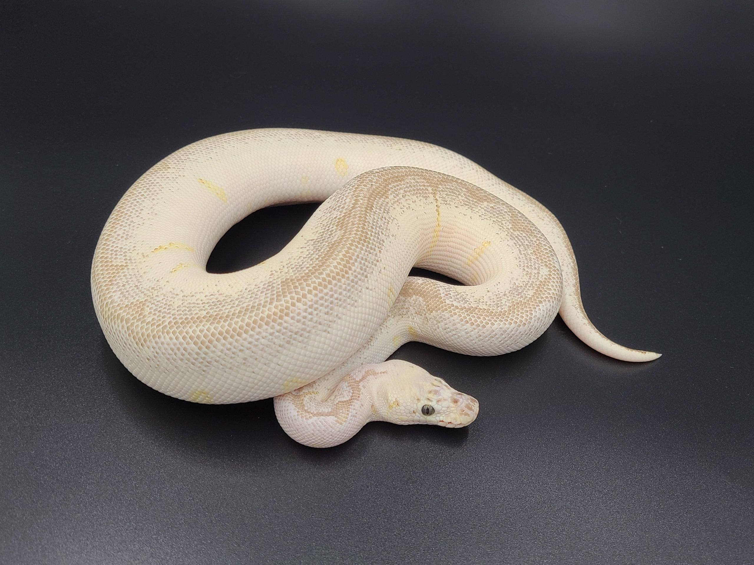 22f_6523 Clown Lesser Super Pastel Spider female