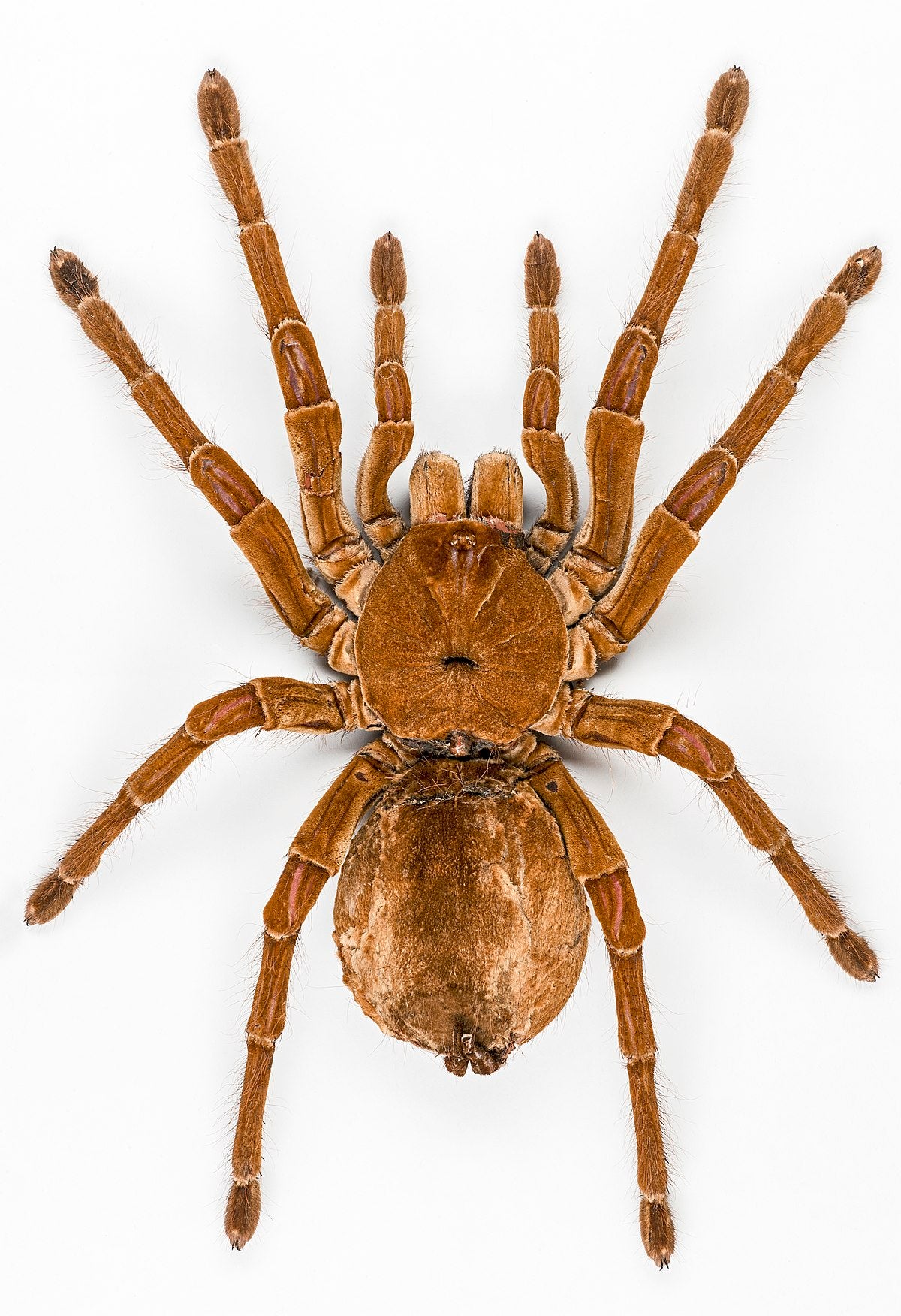 goliath-birdeater-theraphosa-blondi