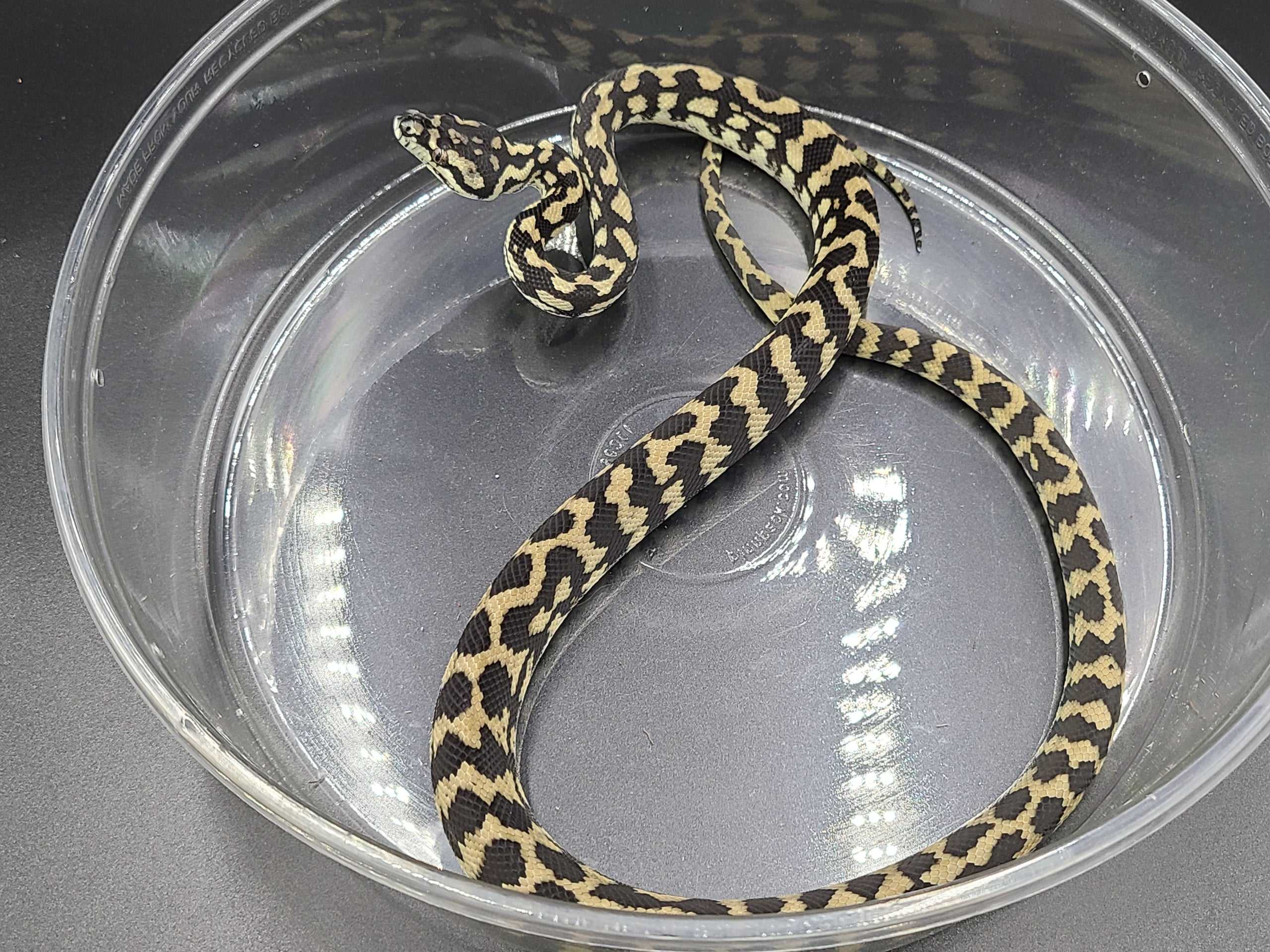 22f_6874 100% het albino carpet python female